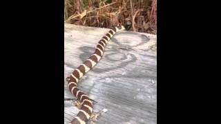 California Kingsnake Lampropeltis getula californiae [upl. by Bernadine638]