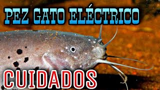 Cuidados del pez gato eléctrico Malapterurus electricus [upl. by Anad]