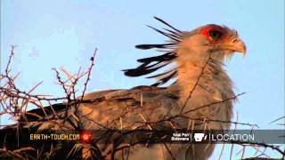 Africas most unusual bird of prey [upl. by Mcgray]