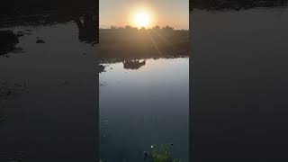 Beautiful Sunset wetlands cow wetland sunset [upl. by Elisabeth]