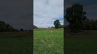 tallgrass nature thefrugallifewithmercedes naturewalk trees shrubs ivy moss haybale [upl. by Calv898]