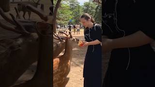 Unlocking Nara Park Japans Deer Connection [upl. by Iat]