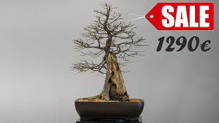 Bonsai Carpinus for SALE 1290€ [upl. by Narba]