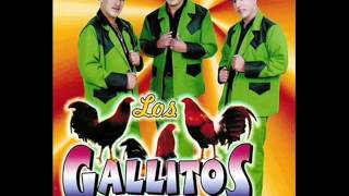 Los Gallitos de Chihuahua  Siempre En Mi Mente [upl. by Eiaj]