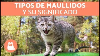 Maullidos de los gatos y su SIGNIFICADO [upl. by Orms887]