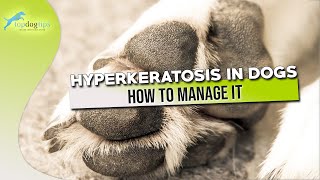 Hyperkeratosis in Dogs and How to Manage It [upl. by Duarte519]