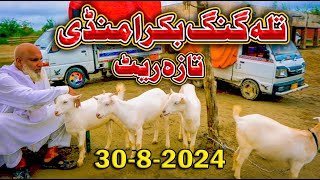 Talagang bakra mandi 30 8 2024 dumba mandi  bakra mandi  Maweshi mandi  Talagang mandi [upl. by Etra]