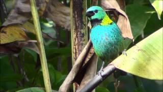 Tangara seledon  Saírasetecores  Greenheaded Tanager [upl. by Salomi]