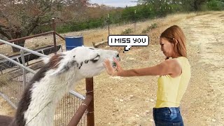 Most Emotional Animals Reunited With Owners After Years Animal Reunion 10  BestWind [upl. by Hendrik]