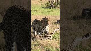 RARE leopards mating [upl. by Leseil]