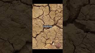 Soil erosion The hidden crisis shorts viralvideo nature soilerosion environmentalawareness [upl. by Luci]