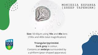 Moniezia expansa Sheep tapeworm [upl. by Eilsew]