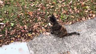 Tortoiseshell cat Playing Outside [upl. by Yllod51]