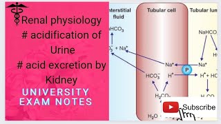 Acidification of urine Acidification of urine in kidneyacid excretion by kidney [upl. by Assirrec]