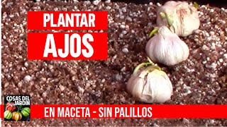 Cultiva ajos en casa sin parar en macetas mejor que hidropónico CULTIVO DE AJOS [upl. by Sackville786]