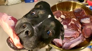 Oli The Pit Bull eats 🍤🥚🦆RAW FOOD combo ASMR MUKBANG อาหารสุนัขที่ดีที่สุด EP090 of 2024 [upl. by Aener]