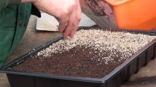 How To Sow Onions amp Leeks [upl. by Rainwater]