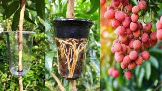 How to Air Layering Lychee Tree  Easy method to grow Lychee tree from cuttings at home [upl. by Elatnahs]