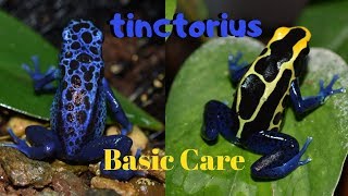 Dart Frog Care Series Part 1 Dendrobates tinctorius [upl. by Enair]