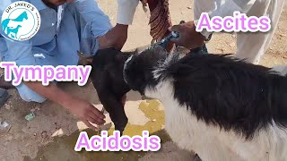 Acidosis Tympany ascites treatment in goatsanimal goatfarming [upl. by Ahseenat39]