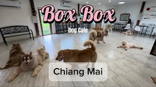 Box Box Dog Cafe  Chiang Mai [upl. by Adnilec]