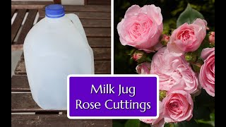 Grow Roses from Cuttings Easy Milk Jug Method [upl. by Chariot]