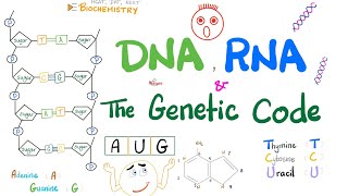 mRNA Translation Advanced [upl. by Azzil487]