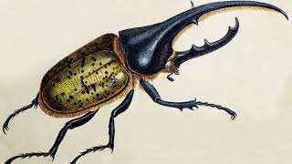 Facts About Hercules Beetle [upl. by O'Neil]