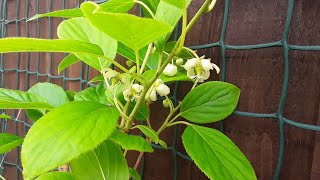 Kiwi berry  Actinidia Arguta issai  flowers are opening on my 2nd small plant [upl. by Dnomyaw]