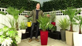 Chamaerops Humilis 1m Product Review [upl. by Jaehne]