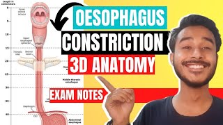 oesophagus anatomy 3d  constriction of oesophagus  esophageal constriction anatomy [upl. by Bari]