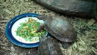 Ornate Wood Turtles Rhinoclemmys pulcherrima eating [upl. by Mandi27]