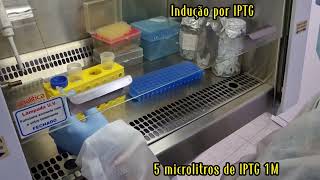 Indução da expressão da proteína recombinante por IPTG [upl. by Emersen]