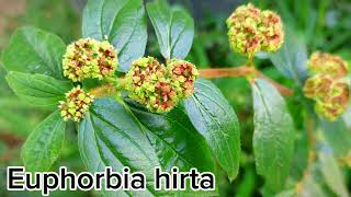 TEM no SEU QUINTAL Euphorbia Hirta  ERVA de SANTA LUZIA [upl. by Ldnek242]