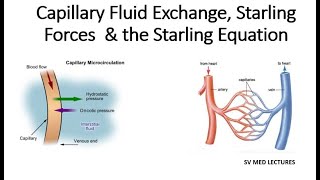 Capillary Fluid Exchange Starling Forces amp the Starling Equation [upl. by Eiboj]