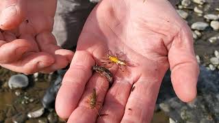 Are Golden Stonefly Nymph Actually Gold  Solitude Golden Stone vs Real Thing [upl. by Laurella]