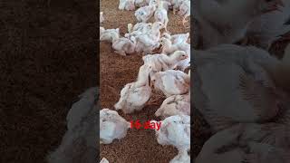 poltry farm chicks poltryfarm 16 days chics🐤 chicken viralvideo viralshorts [upl. by Ihtraa230]