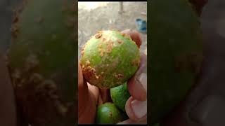 Citrus canker disease caused by Xanthomonas citri citrusdiseases citrus citruscanker [upl. by Eatnwahs]