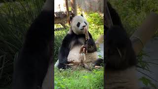 The panda eating the food in his hand and staring at the sterculia lychnophora in front of him [upl. by Shifrah325]