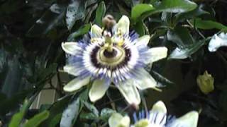 Blue Passion Flower Passiflora caerulea [upl. by Ahtaela]