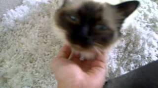 my Birman cat loves attention [upl. by Aneer]