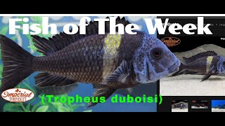 Tropheus duboisi 🐟❤️ imperialtropicals [upl. by Arrac]