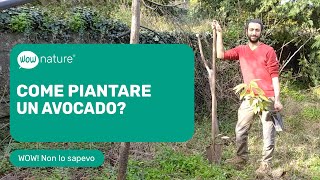 Come piantare un avocado  WOWnature [upl. by Ronnica]