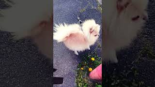 mini pomeranian barking at other dogs band [upl. by Muns]