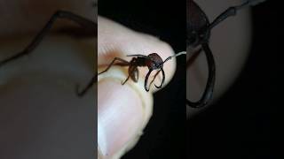 I Caught an ARMY ANT SOLDIER ants [upl. by Assel899]