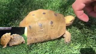 Unboxing Greek Tortoises “Golden Greek Variety “ Testudo graeca [upl. by Anayra48]