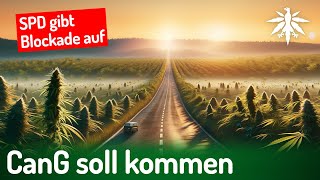 SPD gibt Blockade auf CanG soll kommen  DHVNews  409 [upl. by Guilbert604]