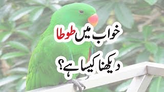 Khawab Ki Tabeer  Khawab Mein Tota Dekhna Kesa Hy  Dreaming Of Parrot [upl. by Gonzalo]