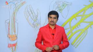 Median nerve anatomy  Usmle quick review lecture  Dr Bhanu prakash [upl. by Yessej592]