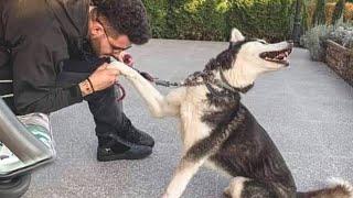 I would die laughing for this Husky Dog🤣 Funniest dog video [upl. by Ahsele]